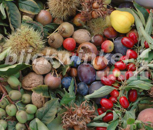 blickwinkel Obst und Nuesse aus dem Garten fruits and nuts from the