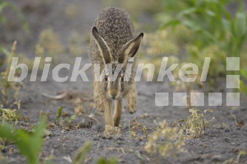blickwinkel Europaeischer Hase, Europaeischer Feldhase