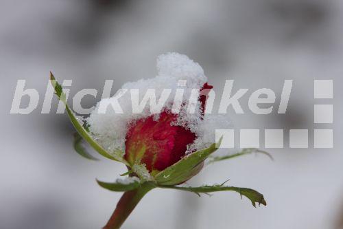 Zierrose, Zier-Rose, Rose (Rosa spec.), Rosenknospe im Schnee<BR>rose (Rosa spec.), rose bud with snow - D. Eid Zierrose, Zier-Rose, Rose (Rosa spec.), Rosenknospe im Schnee<BR>rose (Rosa spec.), rose bud with snow - D. Eid