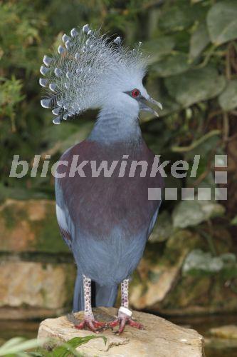 Kronentaube, Kronen-Taube (Columba coronata), sitzt auf einem Stein<BR>Crowned Pigeon (Columba coronata), sitting on a rock - D. Eid Kronentaube, Kronen-Taube (Columba coronata), sitzt auf einem Stein<BR>Crowned Pigeon (Columba coronata), sitting on a rock - D. Eid