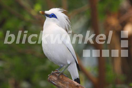 Balistar, Bali-Star, Bali-Mynah (Leucopsar rothschildi), sitzt auf einem Ast<BR>Rothschild's mynah (Leucopsar rothschildi), sitting on a branch - D. Eid Balistar, Bali-Star, Bali-Mynah (Leucopsar rothschildi), sitzt auf einem Ast<BR>Rothschild's mynah (Leucopsar rothschildi), sitting on a branch - D. Eid