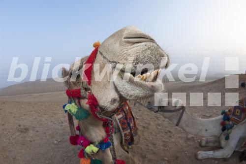 Dromedar, Einhoeckriges Kamel (Camelus dromedarius), Arabisches Kamel, Portraet, Aegypten<BR>dromedary, one-humped camel (Camelus dromedarius), Arabian Camel, portrait, Egypt - R. Dirscherl