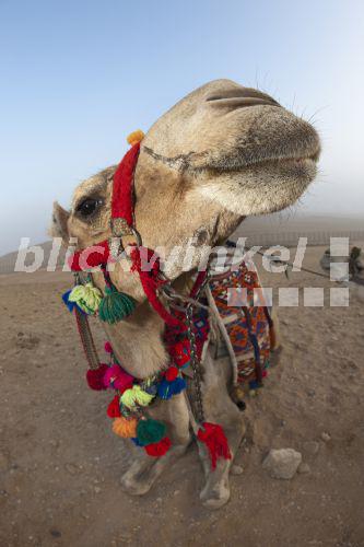 Dromedar, Einhoeckriges Kamel (Camelus dromedarius), Arabisches Kamel, Portraet, Aegypten<BR>dromedary, one-humped camel (Camelus dromedarius), Arabian Camel, portrait, Egypt - R. Dirscherl Dromedar, Einhoeckriges Kamel (Camelus dromedarius), Arabisches Kamel, Portraet, Aegypten<BR>dromedary, one-humped camel (Camelus dromedarius), Arabian Camel, portrait, Egypt - R. Dirscherl