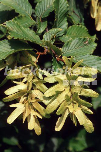 blickwinkel Gemeine Hainbuche, Weissbuche (Carpinus betulus), Zweige