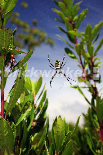 Blickwinkel Wespenspinne Zebraspinne Argiope Bruennichi