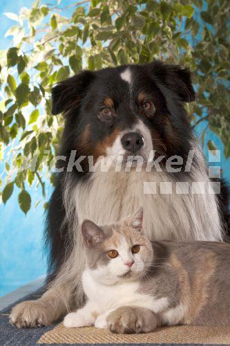 blickwinkel - Australian Shepherd (Canis lupus f ...