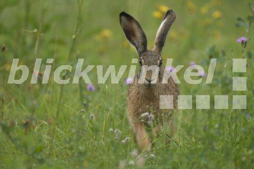 blickwinkel Europaeischer Hase, Europaeischer Feldhase