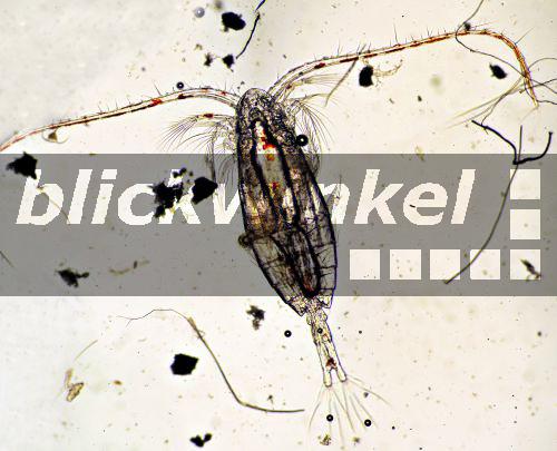 blickwinkel - Ruderfusskrebs, C. finmarchicus (Calanus finmarchicus ...