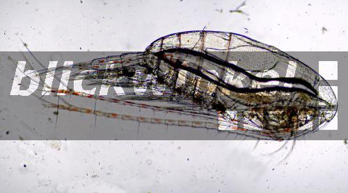 blickwinkel - Ruderfusskrebs, C. finmarchicus (Calanus finmarchicus ...