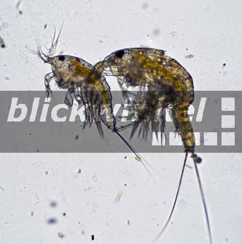 blickwinkel Ruderfusskrebspaar aus der Ordnung der Harpacticoida