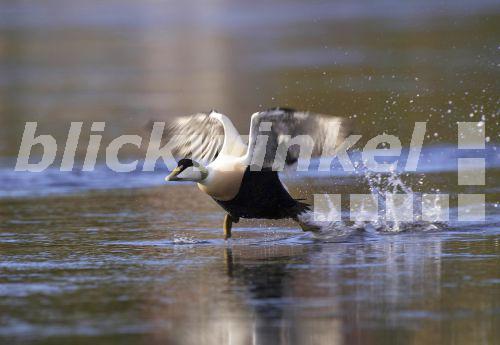 blickwinkel - Eiderente, Eider-Ente (Somateria mollissima), startend