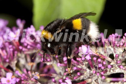 Bumble Deutschland Bumble Deutschland