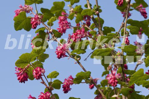 blickwinkel BlutJohannisbeere, Blutjohannisbeere, Zier