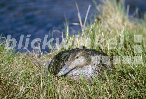 blickwinkel - Eiderente, Eider-Ente (Somateria mollissima), auf Duenen