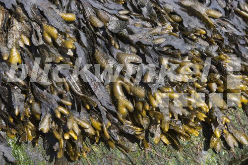 blickwinkel Gabeltang, GabelTang, Spiraltang, SpiralTang, Drehtang