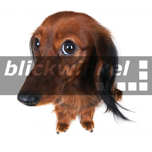 blickwinkel - Langhaardackel, Langhaar-Dackel ... blickwinkel - Langhaardackel, Langhaar-Dackel ...
