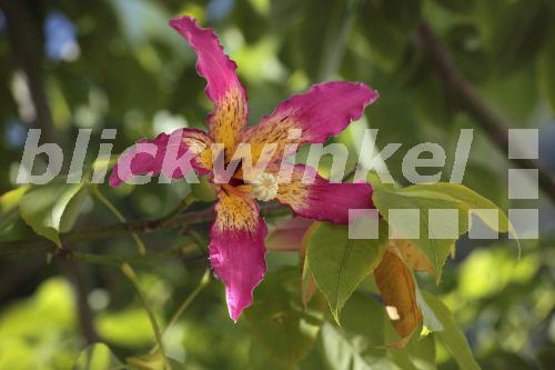 10 Graines De Ceiba Speciosa (Arbre à Soie Flocons) - Fleurs Roses Spectaculaires, Arbre Ornemental Exotique - 13