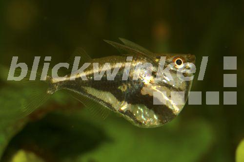 blickwinkel - Marmorierter Beilbauchfisch (Carnegiella strigata