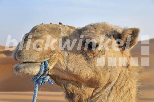 blickwinkel Dromedar, Einhoeckriges Kamel (Camelus dromedarius