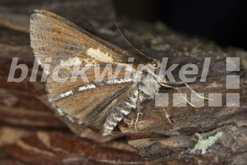 blickwinkel Kiefernspanner, Kieferspanner, KiefernSpanner (Bupalus