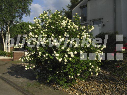 blickwinkel Gemeiner Schneeball, Gewoehnlicher Schneeball (Viburnum