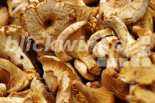 blickwinkel - Echter Pfifferling, Eierschwamm, Reherl (Cantharellus ...