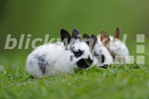 blickwinkel - Hauskaninchen (Oryctolagus cuniculus f. domestica), drei ...