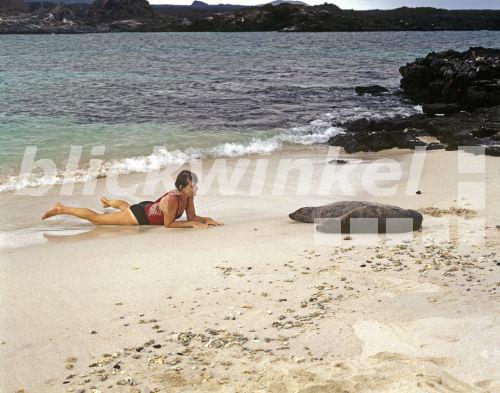 blickwinkel - Galapagos-Seeloewe, Galapagosseeloewe ...