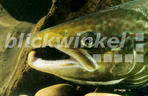 blickwinkel - Atlantischer Lachs, Salm, Lachs (Salmo salar), Maennchen ...