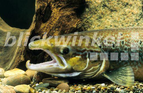 blickwinkel - Atlantischer Lachs, Salm, Lachs (Salmo salar), Maennchen ...