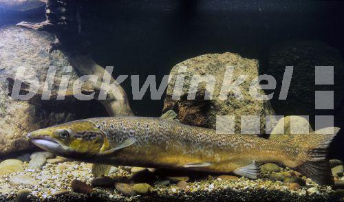 blickwinkel - Atlantischer Lachs, Salm, Lachs (Salmo salar), Maennchen ...
