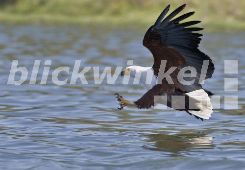 blickwinkel Schreiseeadler, SchreiSeeadler (Haliaeetus vocifer), mit