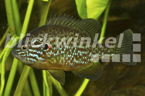 blickwinkel Gemeiner Sonnenbarsch (Lepomis gibbosus), Maennchen