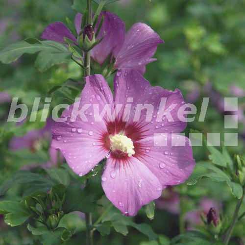 blickwinkel Hibiskus, Roseneibisch, RosenEibisch, Straucheibisch