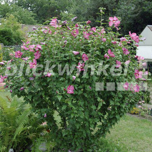 Blickwinkel Hibiskus Roseneibisch Rosen Eibisch