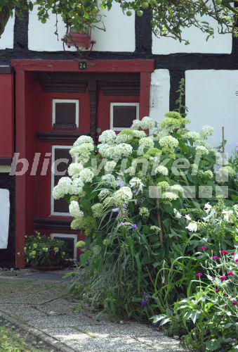 blickwinkel Schneeballhortensie, SchneeballHortensie, Hortensie