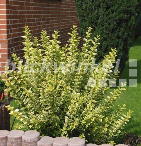 blickwinkel GoldLiguster, Goldliguster, Japanischer Liguster