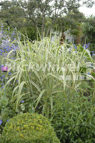 blickwinkel ChinaSchilf, Chinaschilf (Miscanthus sinensis