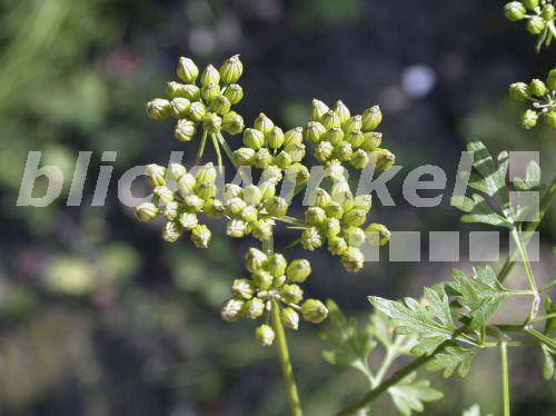 blickwinkel Hundspetersilie, HundsPetersilie (Aethusa cynapium
