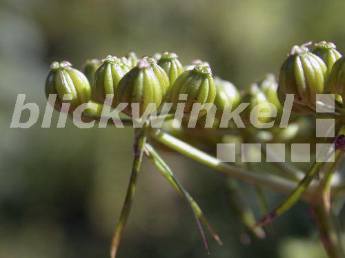 blickwinkel Hundspetersilie, HundsPetersilie (Aethusa cynapium