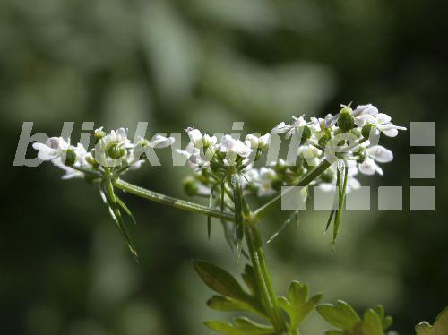 blickwinkel Hundspetersilie, HundsPetersilie (Aethusa cynapium