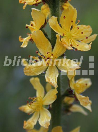 blickwinkel Gewoehnlicher Odermennig, Gemeiner Odermennig, Kleiner