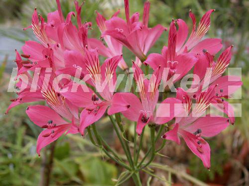blickwinkel Inkalilie, InkaLilie (Alstroemeria ligtu), bluehend