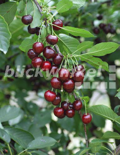 blickwinkel Sauerkirsche, SauerKirsche (Prunus cerasus 'Achat