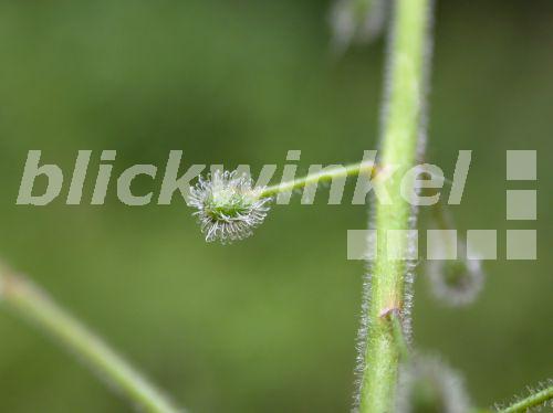 blickwinkel Grosses Hexenkraut, Gewoehnliches Hexenkraut, Gemeines