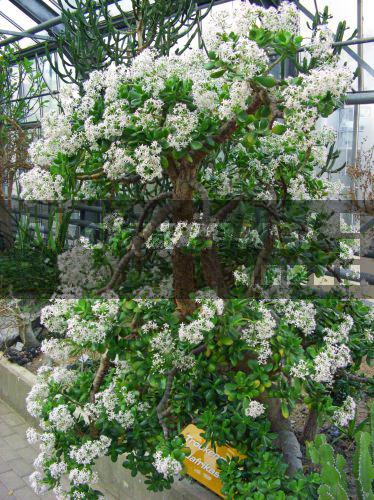 blickwinkel Dickblatt, Geldbaum, Fette Henne (Crassula ovata