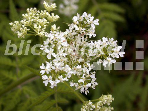 blickwinkel Gemeiner Venuskamm, Gewoehnlicher Venuskamm, Venuskamm
