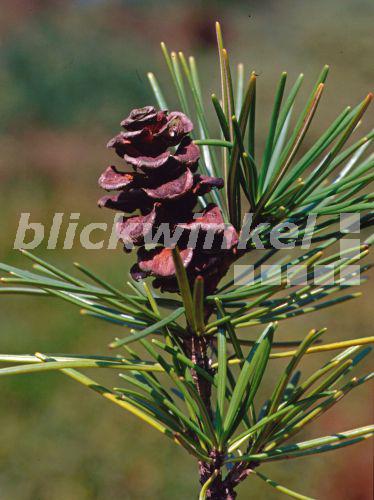 blickwinkel Schirmtanne, SchirmTanne, Japanische Schirmtanne