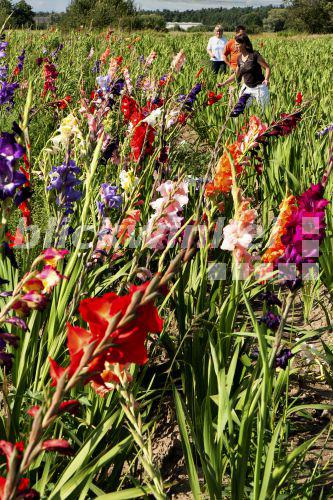 blickwinkel - Gladiole, Garten-Gladiole, Gartengladiole (Gladiolus