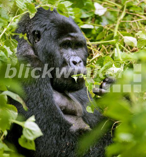 CALVENDO Puzzle 1000 Teile – Süßer Berggorilla In Uganda, 64x48 Cm | Premium-Qualität, Präzise Stanzung Aus Europa